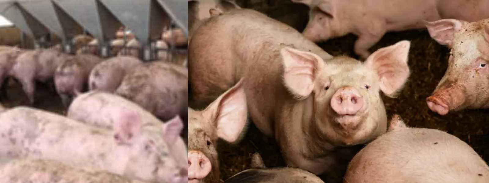 සූකර උණ අවදානම ගැන අති විශේෂ ගැසට් නිවේදනයක්.